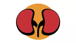 Graphic of kidneys on a red background