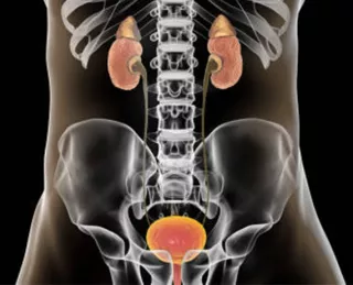 Black background with a translucent body. Kidneys and bladder are in orange with the kidneys on either side of the spine and the bladder in the pelvis.